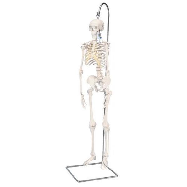 3B Scientific Mini Human Skeleton on hanging stand - w/ 3B Smart Anatomy 1000040